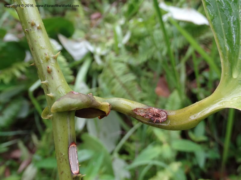 Smilax borneensis, Davidson, C 12935--Sabah. Kinabalu Nat. Park. Nalumad Substesen. 29 Mar 2015. DSC01294 (204).JPG