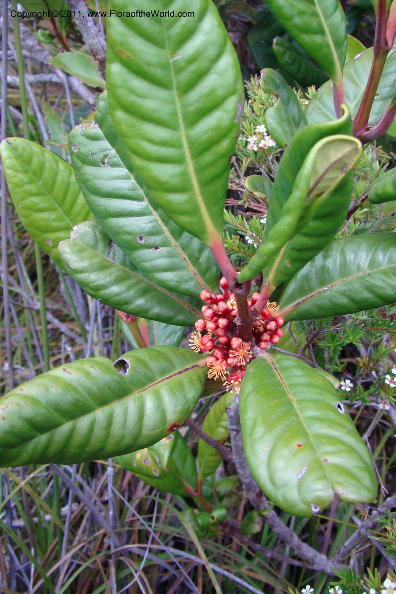 Austrobuxus montis-do, M. Callmander 792--New Caledonia. Mont Dore. 20 Jan 2010. 001 (36).jpg