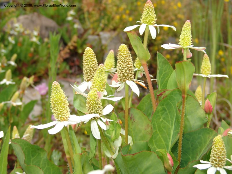 Anemopsis californica, 62.0082--CA. UC Berkeley Bot. Garden. 31 May 07. 868.jpg