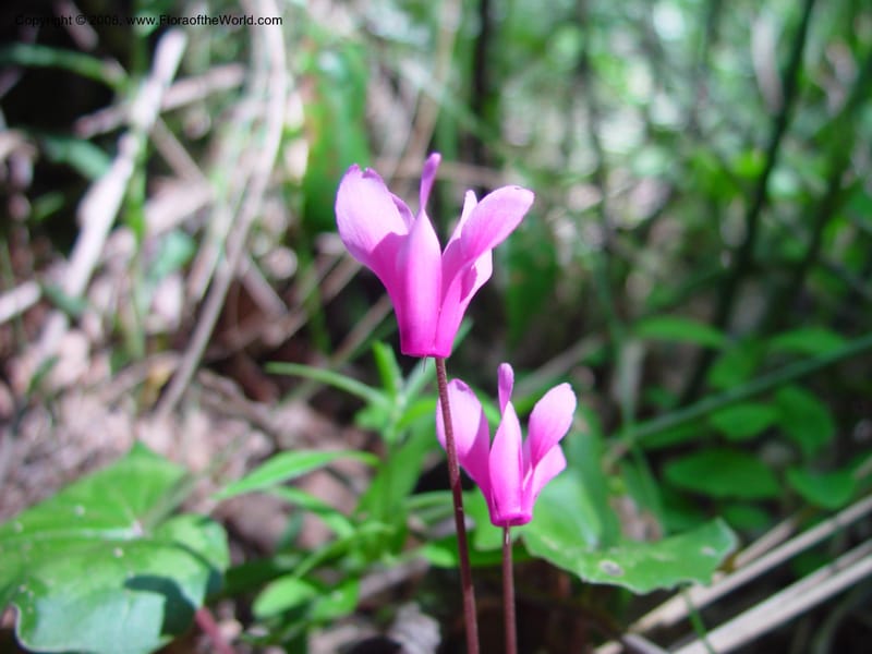 Cyclamen repandum--Italy. Abruzzo. Ris. Torino di Sangro. 5 May 03. 031.jpg