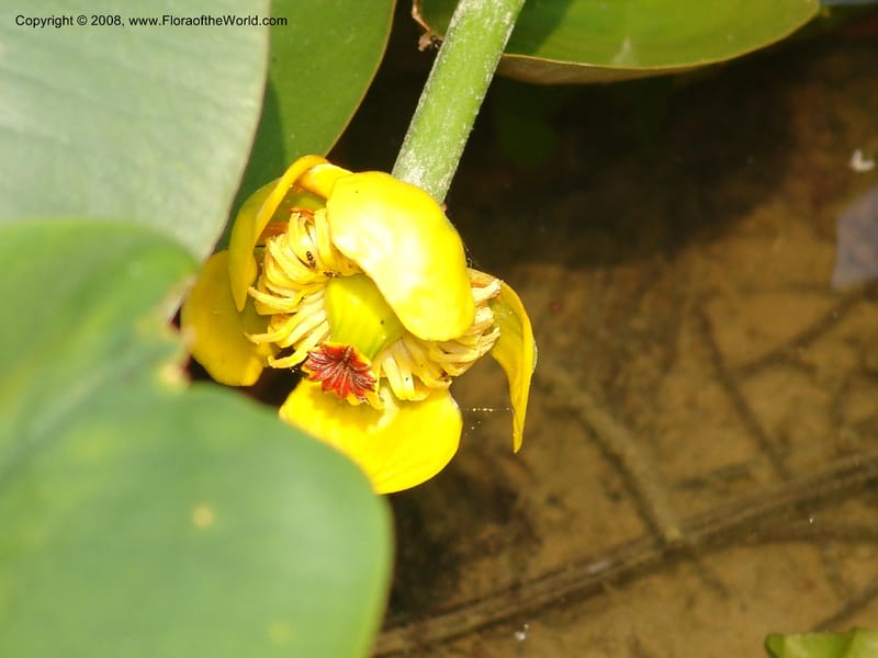 Nuphar pumila--China. Hubei. Wuhan Botanical Garden. 20 Apr 07. 131.jpg