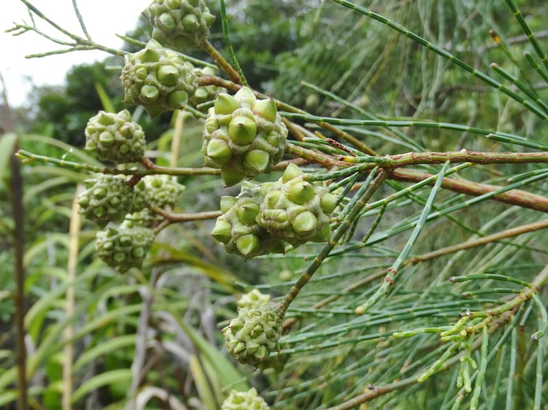 Gymnostoma, Lowry, P 7376--New Caledonia. Mont Dzumac. 12 Nov 2015. DSC01563 (560).JPG