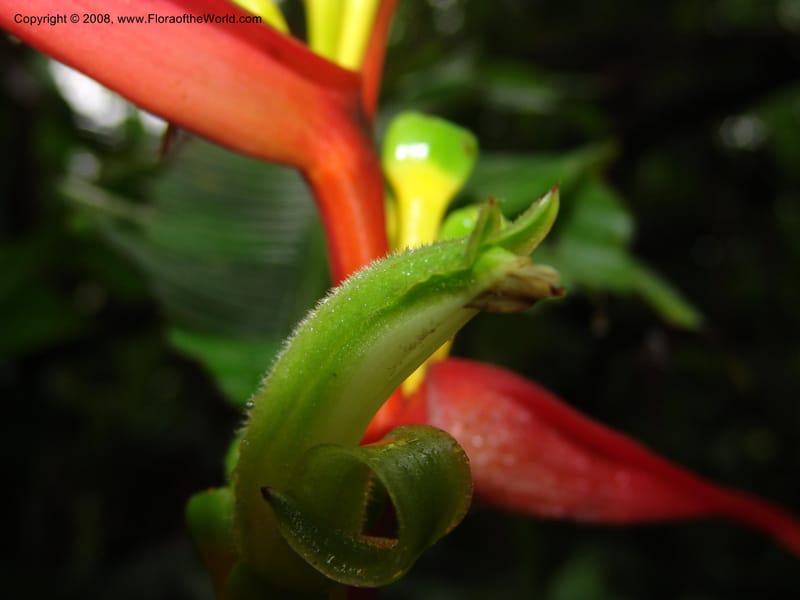Heliconia aemygdiana v. transandina, Croat94411--Ecuador. Prov. Pichincha. Res. Guaycuyacu. 11 Feb 05.  009.jpg