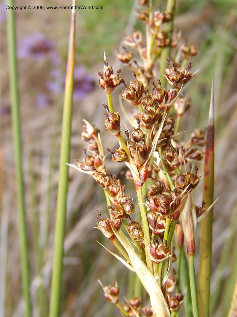 Juncus acutus, 93.0002--CA. UC Berkeley Bot. Garden. 31 May 07. 512.jpg