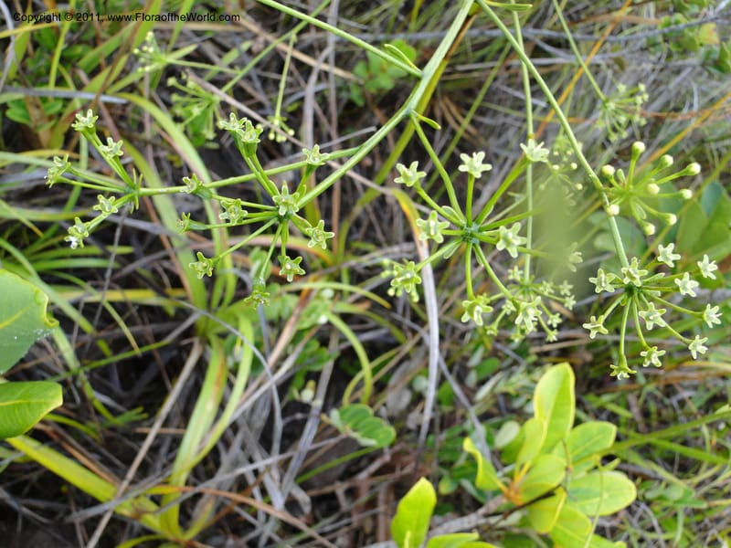 Myodocarpus, P. Lowry 7188--New Caledonia. Plaine des Lacs. NW of Grand Lac. 21 Jan 2010.1580 (11).JPG