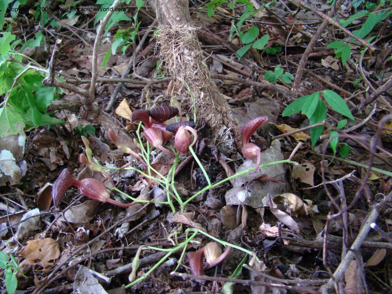 Aristolochia maxima, NMartinezM2422--MX. Chiapas. Jiquipilas. Cerro el Campanario. 14 Sep 08. 073.jpg