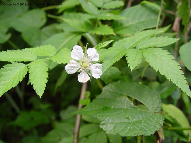 Rubus pinnatus--Cameroon. Mt. Cameroon. 5 Dec 03. 016.jpg