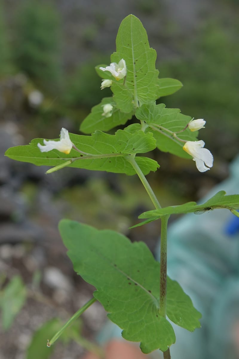 Impatiens apsotis, C. Davidson 13746--China. Yunnan. Tianbao Shan. 10 Aug 2017.  (179).JPG