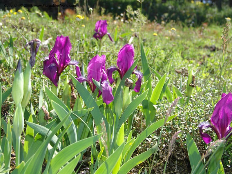 Iris hungarica--Georgia. 0.5 km N of Bakuriani. 8  Jun 05. 005.jpg