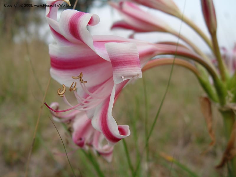 Crinum delagoense--So. Africa. KwaZuluNatal. Lake Sibaya Lodge. 30 Sep 03. 042.jpg