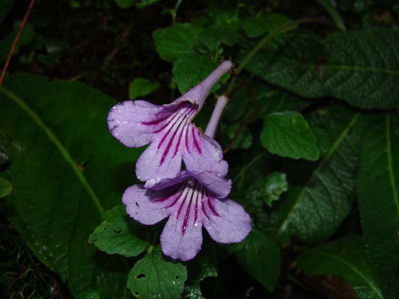 Streptocarpus rexii--So.Africa. E. Cape. Quanti Area, Stut. 8 Mch 05. 193.jpg