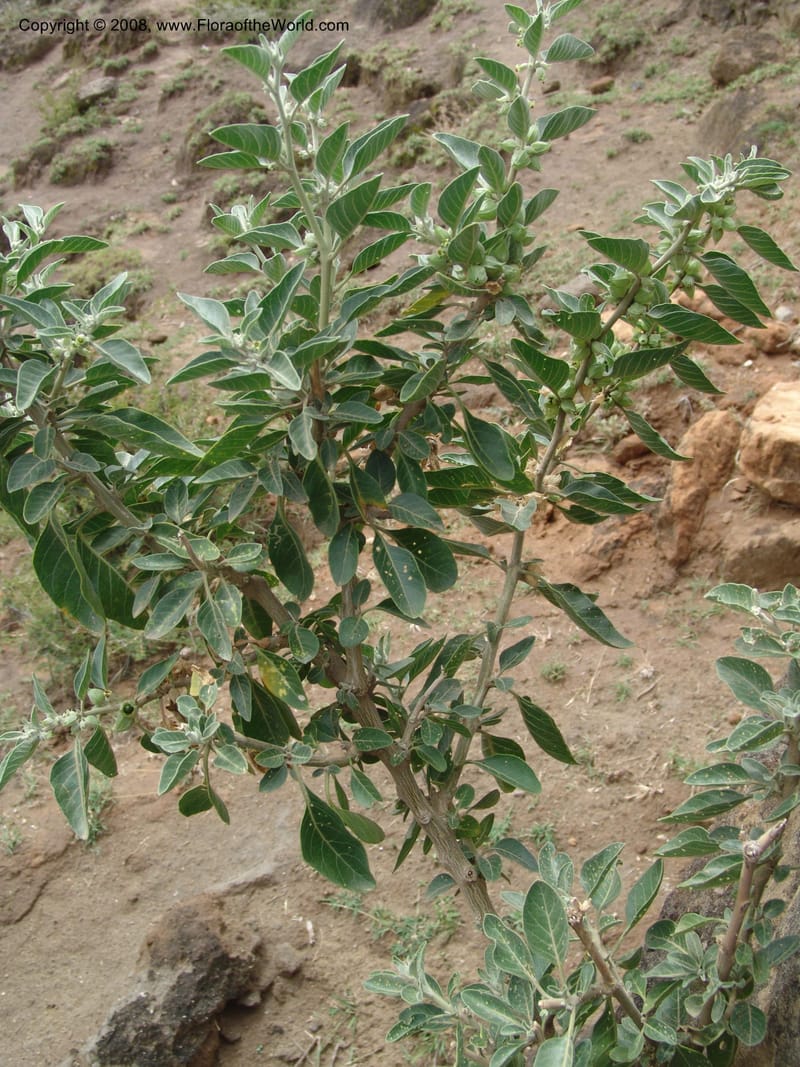 Withania somnifera--Ethiopia. Ziway Rd. 8 km S of Modjo Jct. 14 Jul 04. 061.jpg