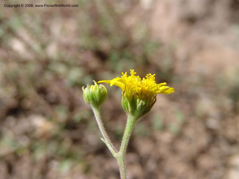 Bahia dissecta--AZ. Arboretum at Flagstaff. 3 Sep 04. 200.jpg