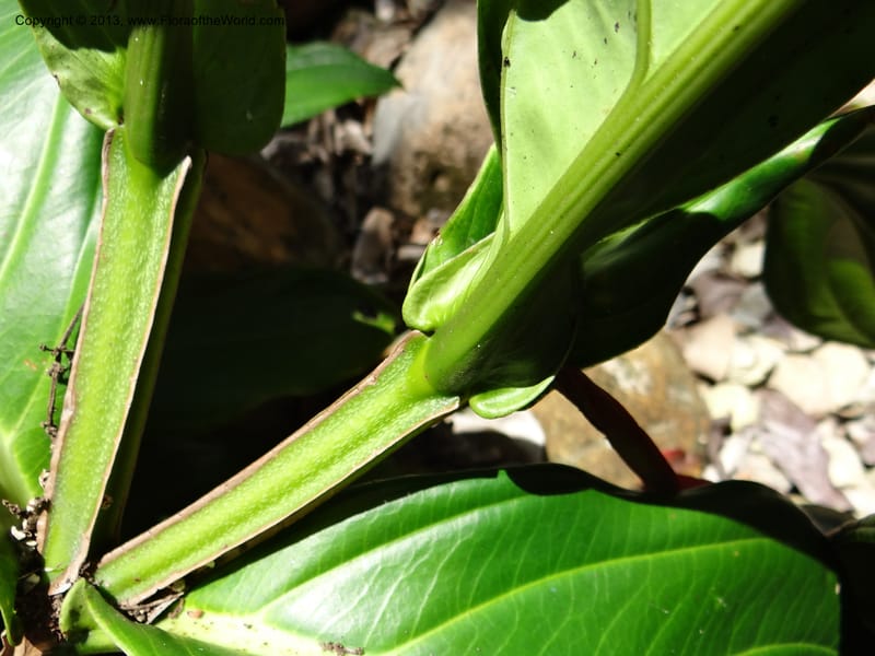 Medinilla miniata--Australia. Queensland. Cairns B. G. DSC09035 (50).JPG