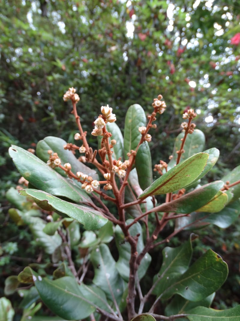 Storthocalyx sordidus, Callmander, M 1230--New Caledonia. Haute Robinson. 11 Nov. 2015. DSC00909 (86).JPG