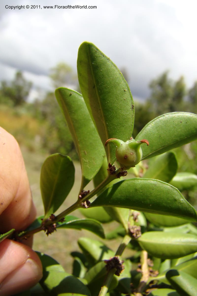 Buxus madagascarica, Razafindraibe 200--Madagascar. Prov. Fianarantsoa. RN 12. 14 Jan 09. 104 (12).jpg