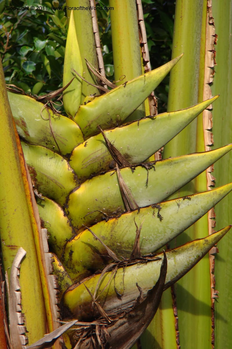 Ravenala madagascariensis, not coll.--Madagascar. Prov. Fianarantsoa. RN 12. 14 Jan 09. 320.jpg