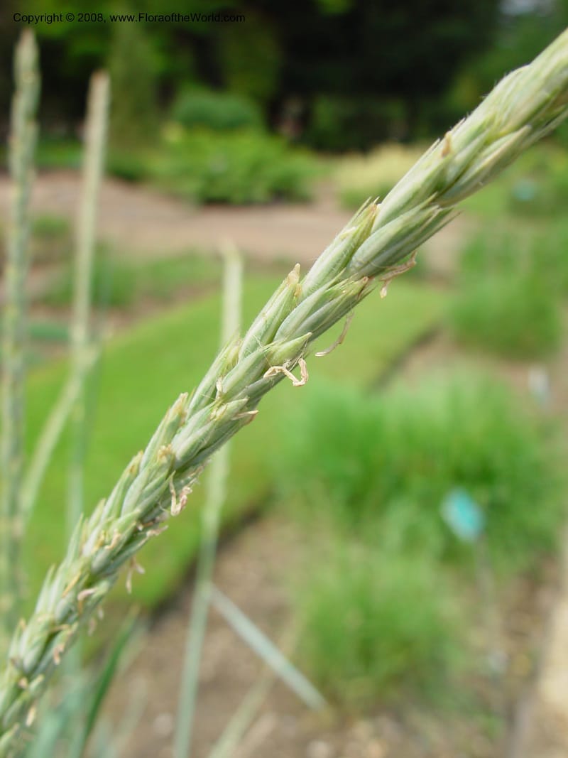 Elymus arenarius--France. Paris. Jardin des Plantes. 30 May 03. 070.jpg
