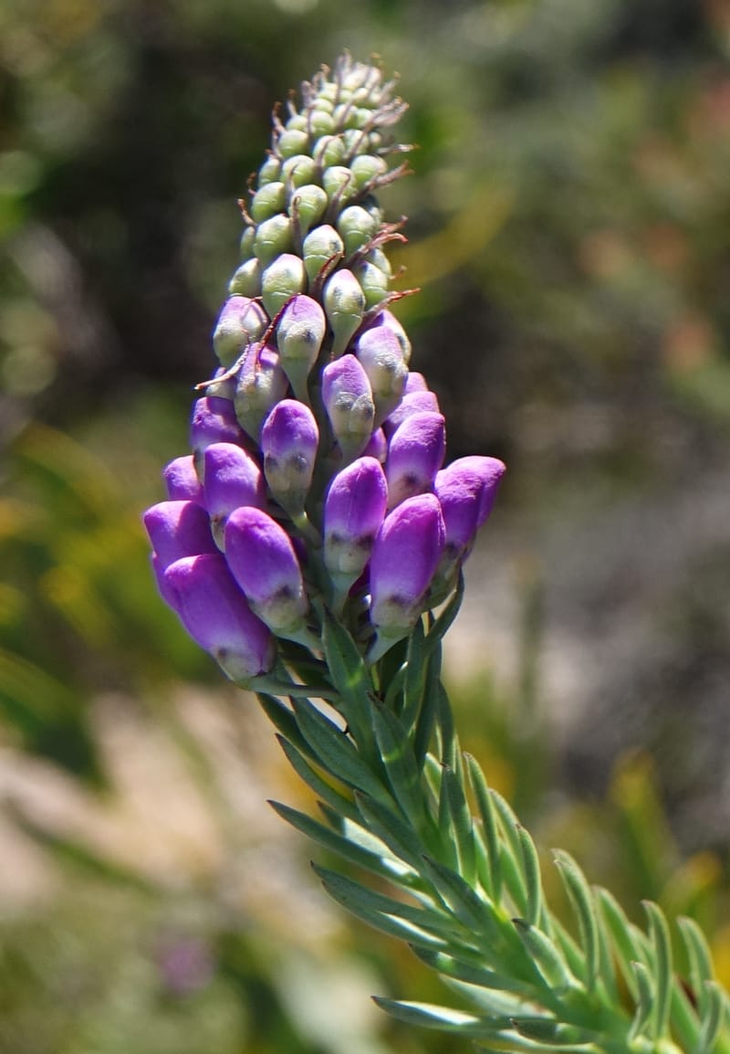 Comesperma, Davidson, C 13424--Australia. W.A. Green Head-Coorow Rd. Stop 2. 24 Oct 2016. DSC04873 (8).JPG