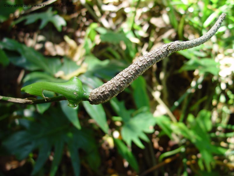 Anthurium, Perez-Farrera2896--MX. Chiapas. Kolom Jaa's Centro Ecot.,  Bosq. Tapijulapa. 18 Mch 03.   046.jpg