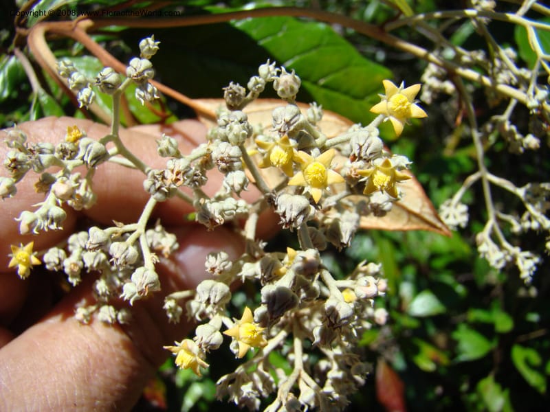 Argophyllum, JMunzinger4653--N.Caled. Dumbea Dam in Dumbea Riv, S of Noumea. 11 Nov 07. 198.jpg