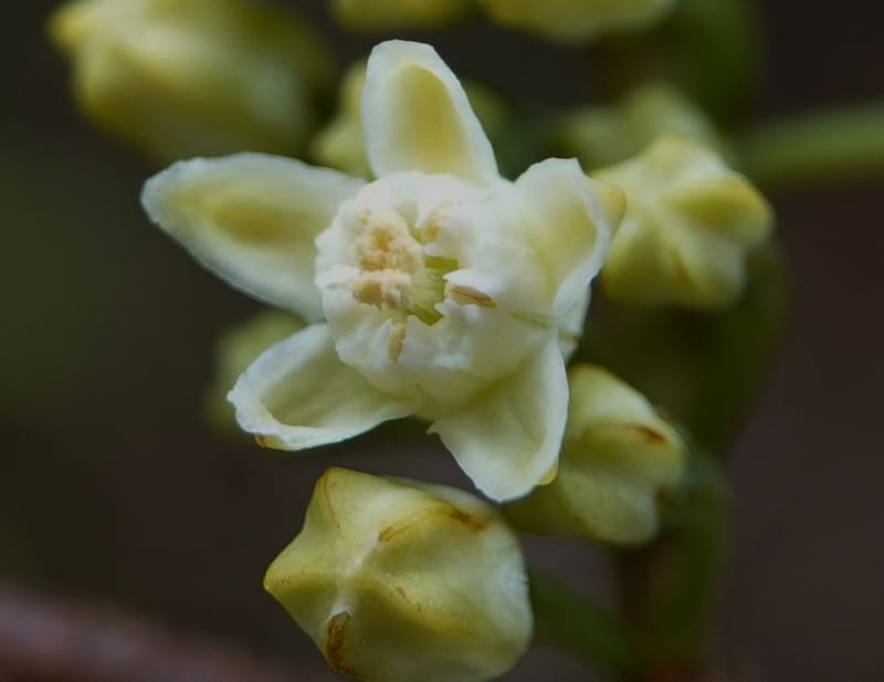 Erythroxylum sinense, D. Boufford 44093--China. Yunnan. Xia Jin Chang village. 29 Apr 2018. DSC00078 (20).JPG