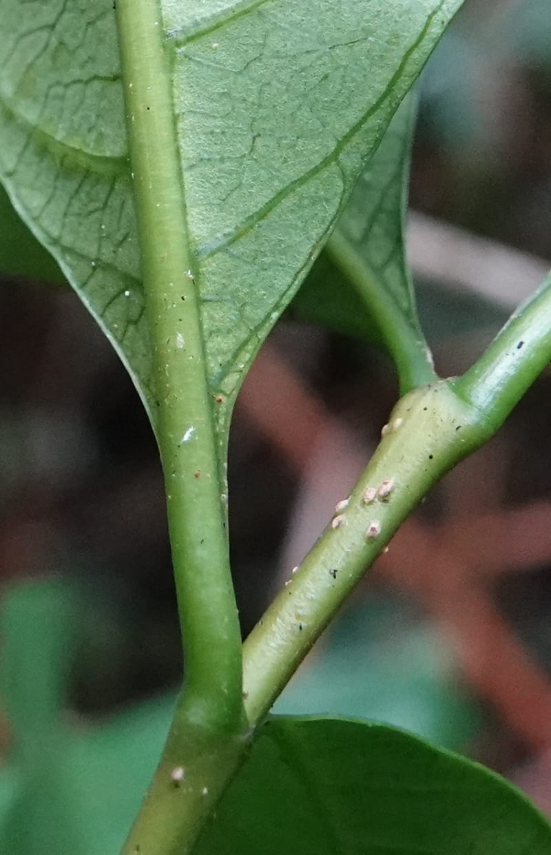 Tabernanthe iboga, C. Davidson 13949--Gabon. Mondah. Arb Raponda Walker. 4 Nov 2018. DSC01949 (88).JPG
