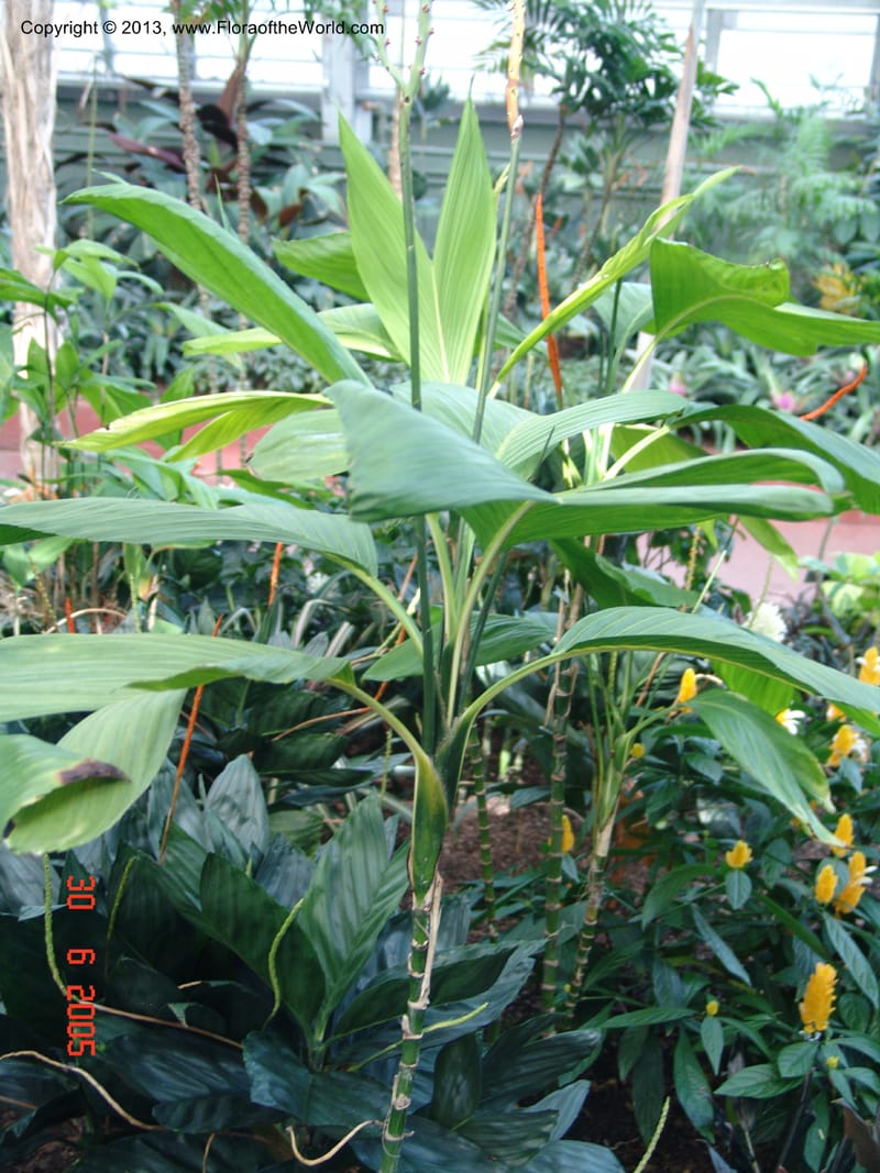 Chamaedorea ernesti-augustii, Aerecaceae, Chicago-Garfield Conservatory 6-05 022 (2).jpg