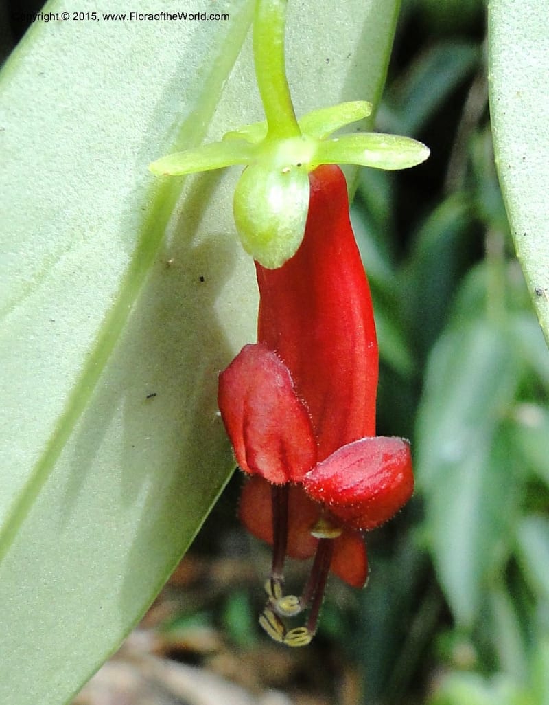 Aeschynanthus, Regalado 1870--Viet Nam. Thac Kazan waterfall. 10 May 2011. 266 (13).jpg