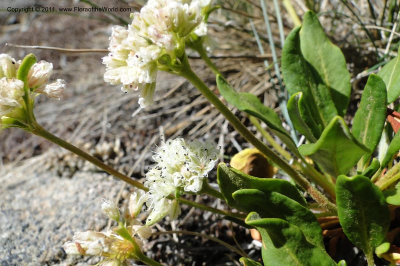 Eriogonum pyrolaefolium var. coyphaeum, Davidson, C 11893--ID. Valley Co. Lick Creek Rd. 12 Aug 2011. 001 (2).jpg