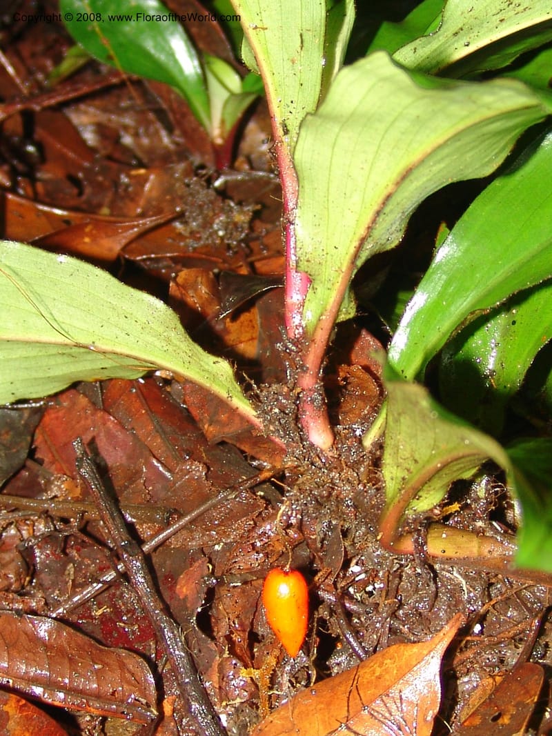 Palisota, MLeal1032--Gabon. Prov. Estuaire. Mondah For., Cap. Esterias. 11 Apr 06. 090.jpg