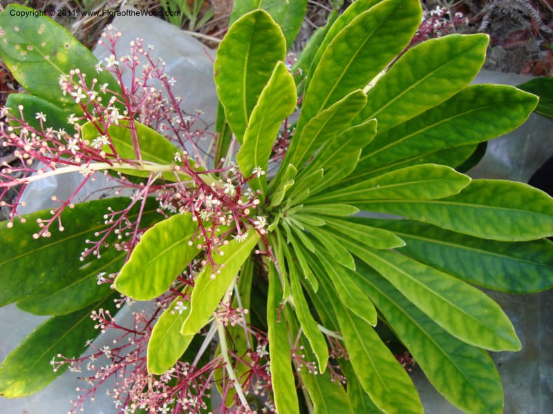 Phelline,  Barriera, G 131107-21--New Caledonia, Prov N, Mt. Mandjelia,  13 Nov 2007 141 (8).jpg