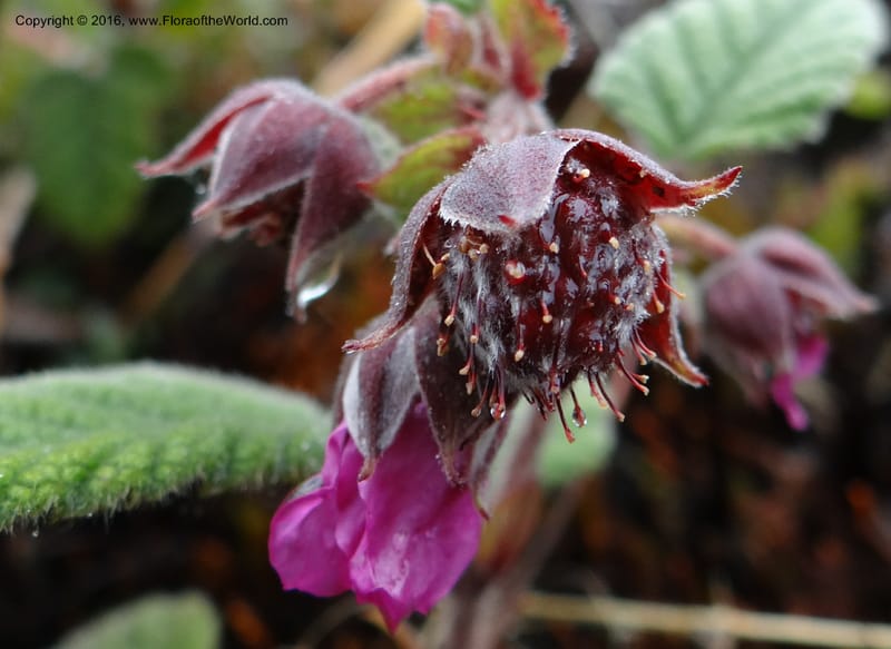 Rubus, Ulloa, C 2384--Ecuador. Azuay. Matanga. 2 Oct 2012. DSC06351 (321).JPG