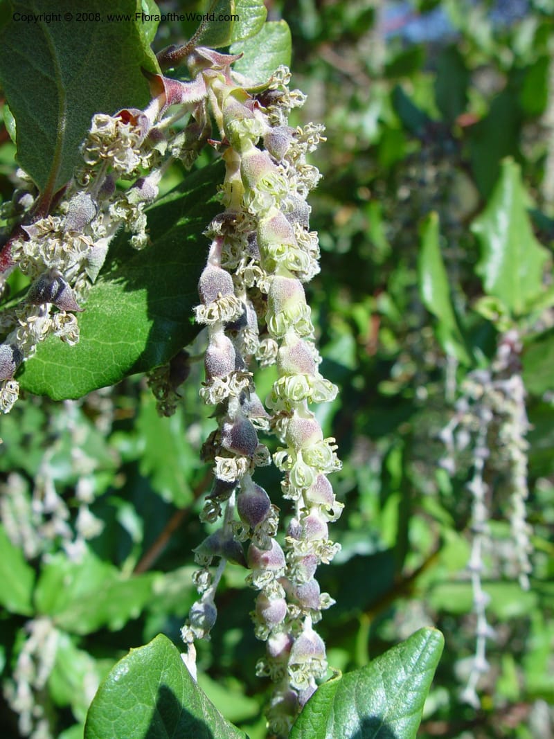 Garrya elliptica cv Evie. 64.1209--CA. UC Berkeley Bot. Gard. 10 Feb 03. 007.jpg