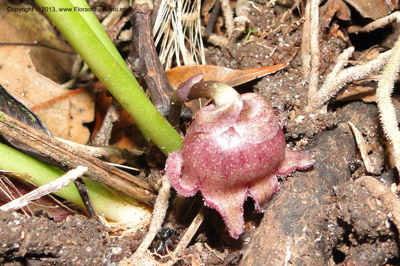 Aspidistra truongii, Regalado 1888--Viet Nam. Hon Ba Nature Res. 12 May 2011. 057 (5).jpg
