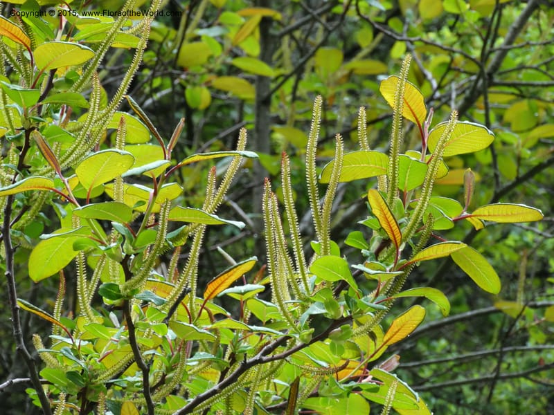 Salix, Boufford, D 43739--China. Sichuan. XinZhaZi Gou. 14 May 2014. DSC06426 (17).JPG