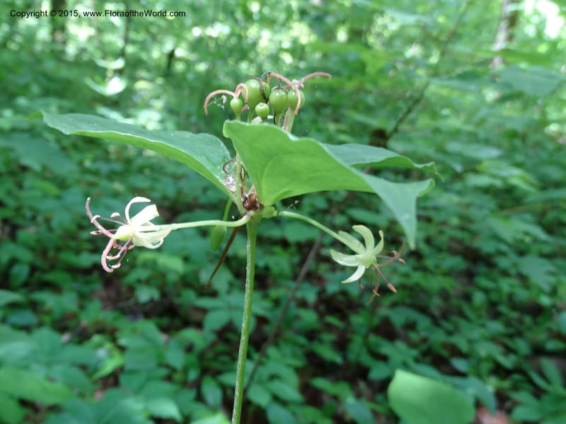 Medeola virginiana, Davidson, C 13047--South Carolina. Oconee Co. Brasstown Cr. 19 May 2015. DSC06413 (133).JPG