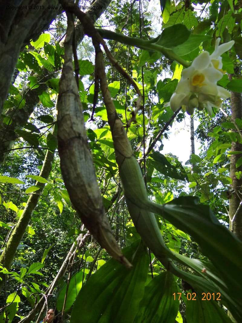 Chysis bractescens, Martinez-Melendez, M 422--Mexico, Chiapas, Palenque-Ocosingo 17 Feb 2012  3153 (9).JPG