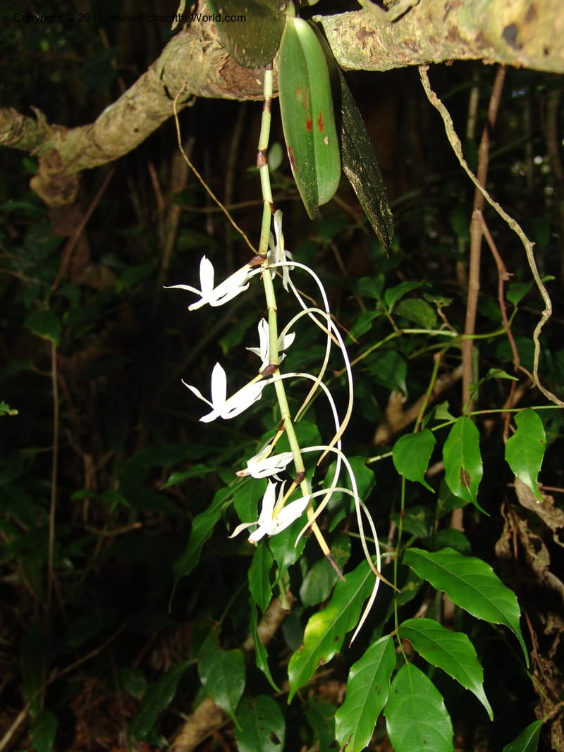 Aeranthes, ROR1596--Madag. Parc Nat. Montagne d'Ambre. 11 Nov 06. 312 (4).jpg