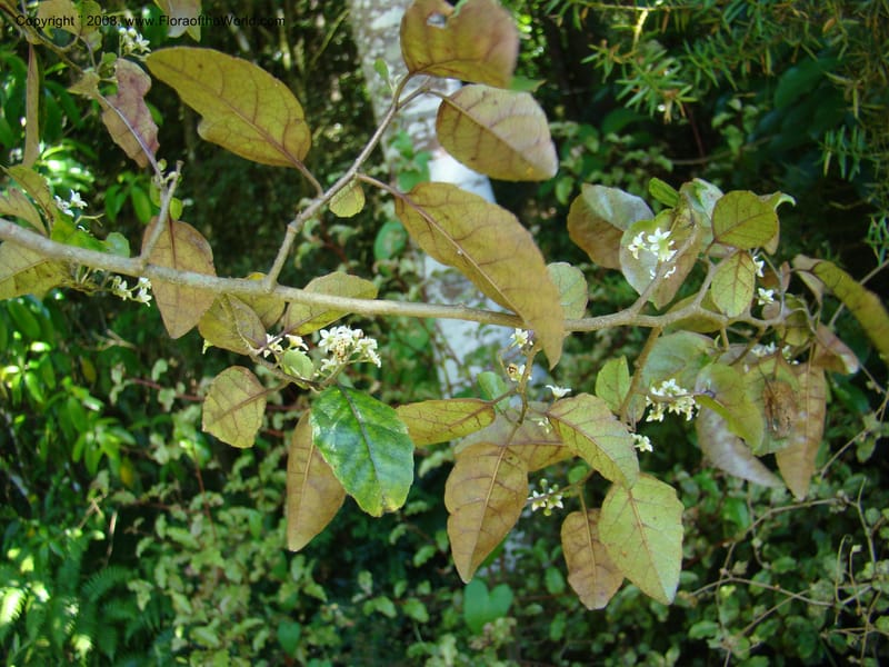 New Zealand. Waikato Distr. Puke Moke Moke Res. 26 Nov 07. 158.jpg