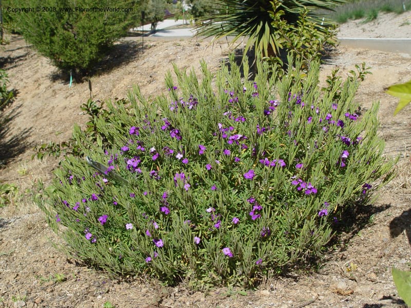 Erysimum bicolor--Spain. Barcelona Botanic Garden. 19 Apr 04. 135.jpg