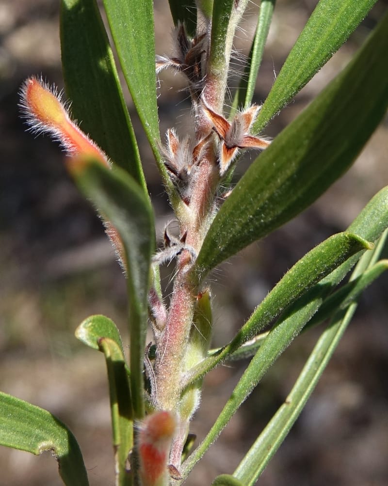 Adenanthos barbiger, Davidson, C 13472--Australia. W.A. Albany Hwy, odom 33.5. 28 Oct 2016. DSC05957 (39).JPG