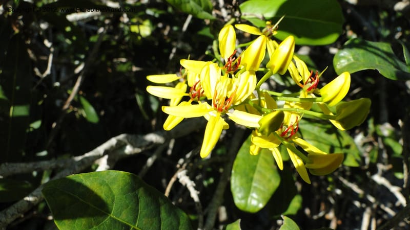 Tristellateia madagascariensis, N. Manjato 157--Madagascar. Mania River. 1 May 2010 068 (1).jpg