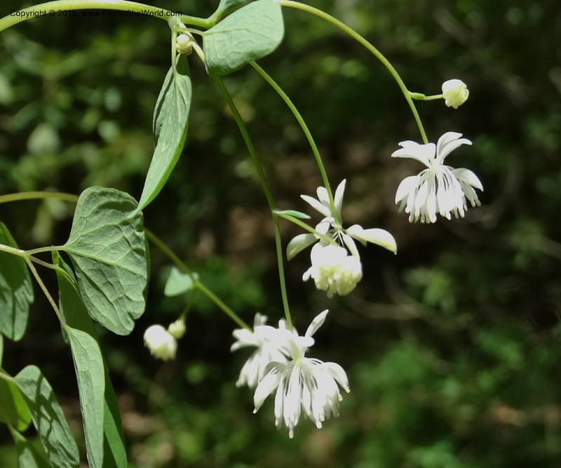 Thalictrum clavatum, Davidson, C 12989--North Carolina. Clay Co. Perry Gap Rd, Barnard's Cr. 13 May 2015. DSC04860 (282).JPG