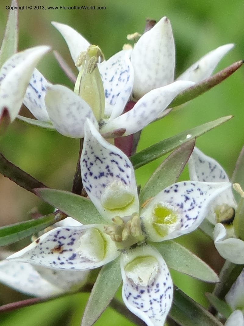 Swertia angustifolia, VC 5497--Thailand. Chiang Mai Prov. Doi Inthanon Nat. Park. 8 Nov 2012. DSC07747 (238).JPG