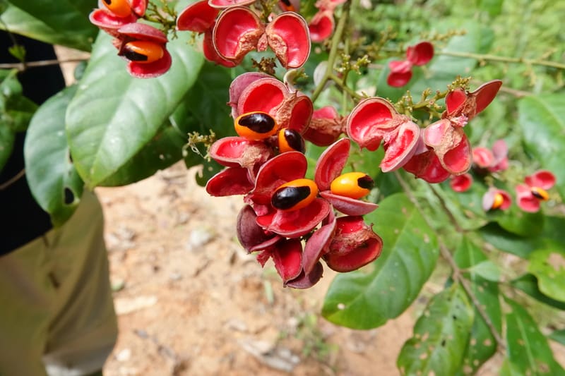 Aporrhiza, C. Davidson 13912--Gabon. M de C. Road past the cabins. 29 Oct 2018DSC09794 (85).JPG