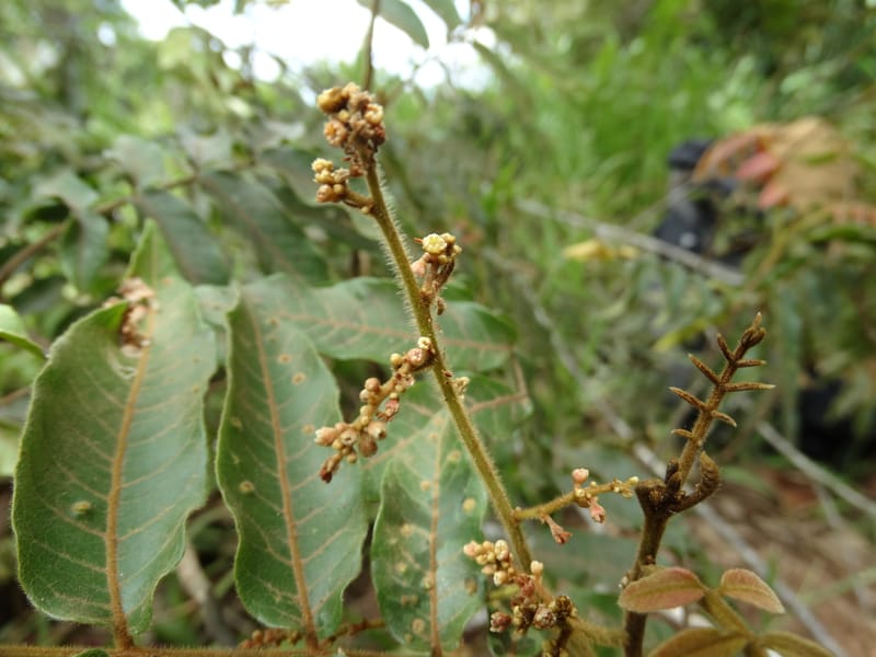Alectryon vitiensis, Munzinger, J 7376--Fiji. Valeni Vill. 6 Nov 2015. DSC09910 (1).JPG