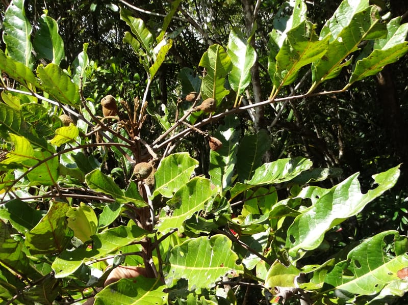 Cupaniopsis, Munzinger, J 7412--New Caledonia. Mont Dzumac. 12 Nov 2015. DSC01563 (396).JPG
