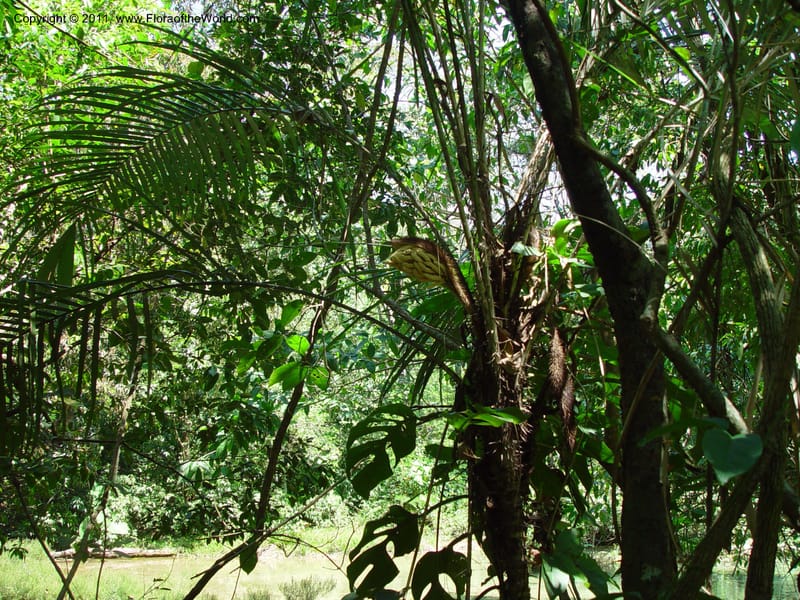 Astrocaryum mexicanum--MX. Chiapas. MX190, Caret. V Suarez a Ocozocuatla.  16 Mch 03.  025 (3).jpg