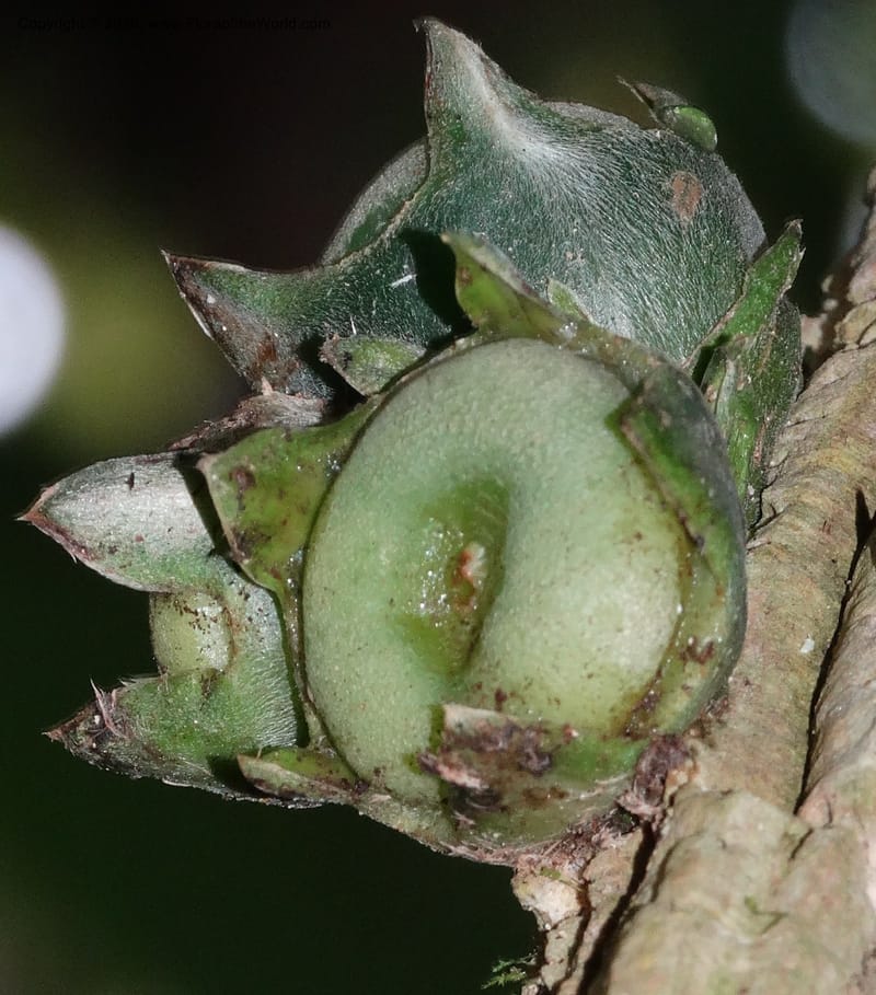Praravinia creaghii, Davidson, C 12669--Sabah. Danum Valley. 4 Oct 2014. DSC01741 (51).JPG